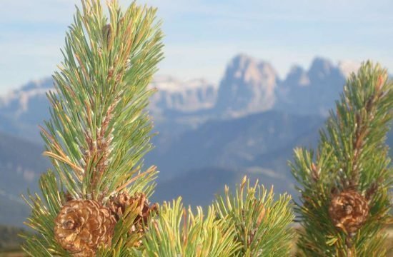 durnmuellerhof-siusi-allo-sciliar-dolomiti-alto-adige (13)