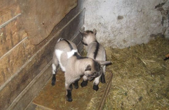 urlaub-auf-dem-bauernhof-mit-kindern-suedtirol (3)