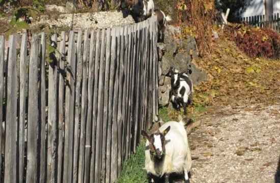 urlaub-auf-dem-bauernhof-mit-kindern-suedtirol (5)